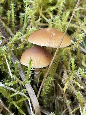 IMG_0045.JPG
