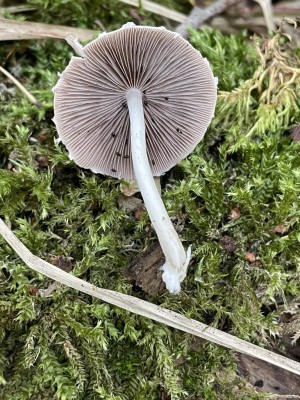 Candolleomyces_candolleanus_1412_2.JPG