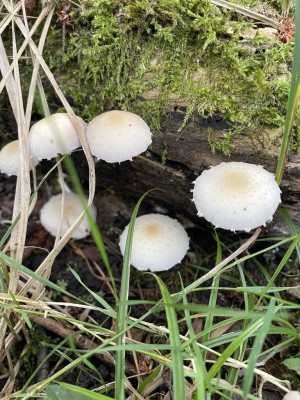 Candolleomyces_candolleanus_1412_3.JPG
