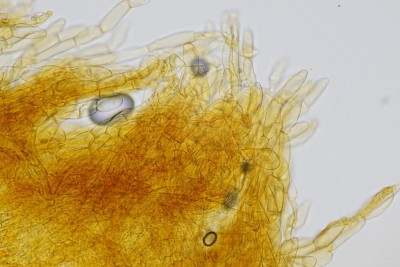 Flammulaster_limulatus_1414_3.jpg