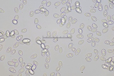 Leucoagaricus_leucothites_1415_1.jpg