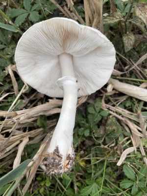 Leucoagaricus_leucothites_1415_4.JPG
