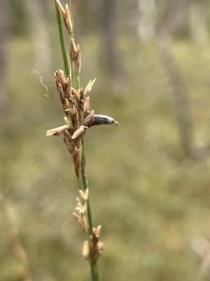 Claviceps_purpurea_1397_2.JPG
