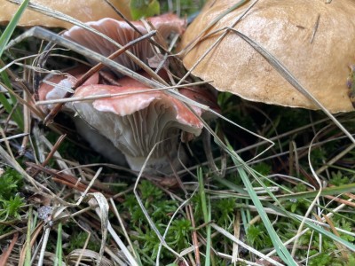 Gomphidius_roseus_1400_3.JPG