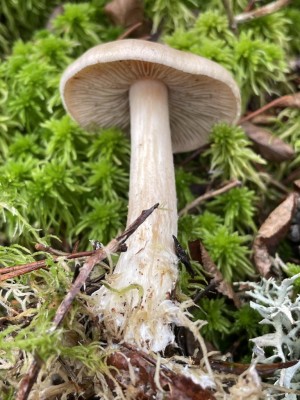 Hebeloma_incarnatulum_1395_1.JPG