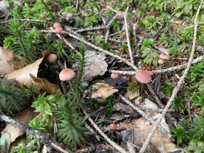 Mycena_rosella_1406_1.JPG