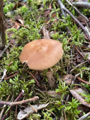 Rhodocollybia_prolixa_1390_2.JPG