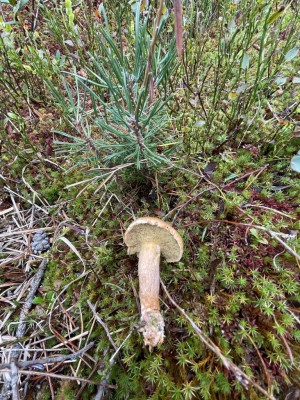 Suillus_bovinus_1379_1.JPG