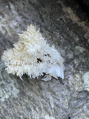 Hericium_coralloides_1440_2.JPG