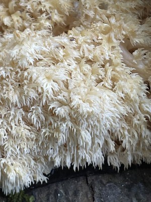 Hericium_coralloides_1440_3.JPG
