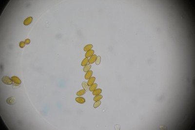 IMG_1000 Forum Sporen.JPG