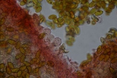 IMG_1004 Forum Basidien 1.JPG