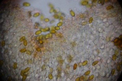 IMG_1013 Cheilozystiden Forum 2.JPG