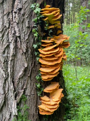 Laetiporus sulfureus 2.jpeg