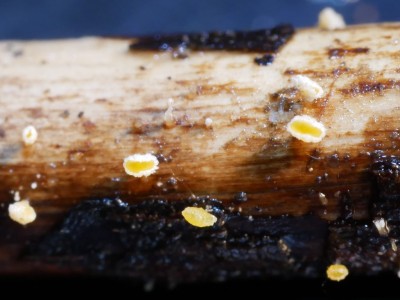 Capitotricha bicolor.JPG