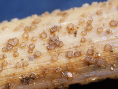 Diplonaevia emergens_makro.JPG