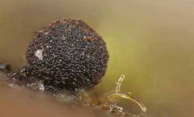 2025-07-04 20-46-58 (B,R14,S2)-topaz-denoise-sharpen_2.jpg