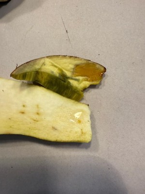 Forum Anhängsle KOH Reaktion.jpg