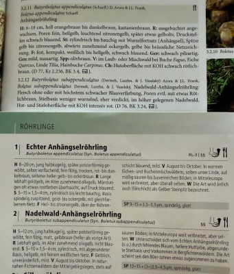 WhatsApp Bild 2025-07-12 um 09.28.20_b3c98d41.jpg