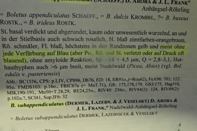 Schlüssel B. subappendiculatus.JPG