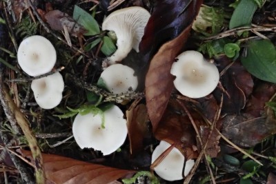 Singerocybe phaeophthalma (3).JPG