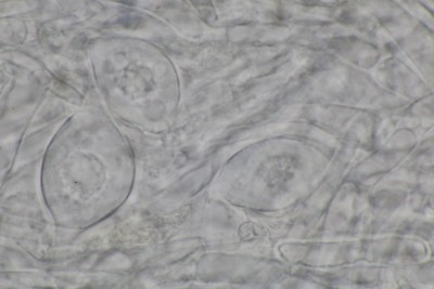 Singerocybe phaeophthalma mikr (2).JPG