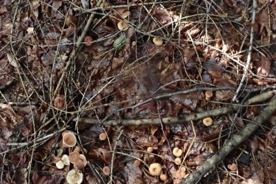 Gymnopus dryophilus (3).JPG