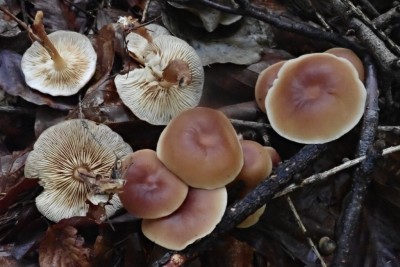 Gymnopus dryophilus (6).JPG