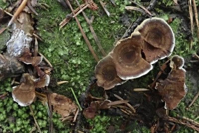 Coltricia perennis (2).JPG