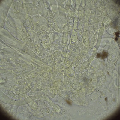 H2O_1000_16.jpg