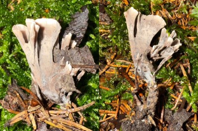 Thelephora caryophyllea - Trichter-Warzenpilz Nelkenblüten-Warezenpilz.jpg