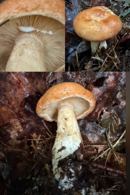 Lactarius porninsis - Lärchenmilchling.jpg