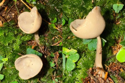 Helvella sp..jpg