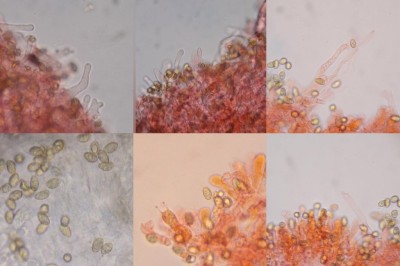 Blassgelbes Stummelfüßchen MIK 1000.jpg