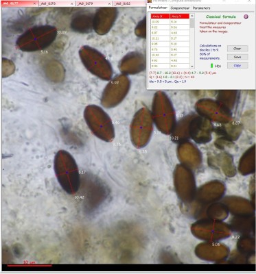 Coprinopsis cortinata Sporenmaße.jpg