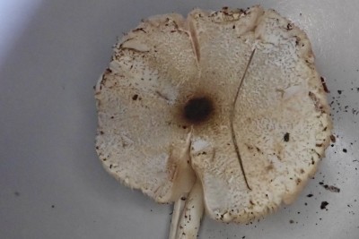 Lepiota clypeolarioides (3).JPG