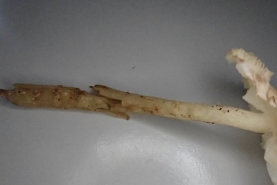 Lepiota oreadiformis aff (2).JPG