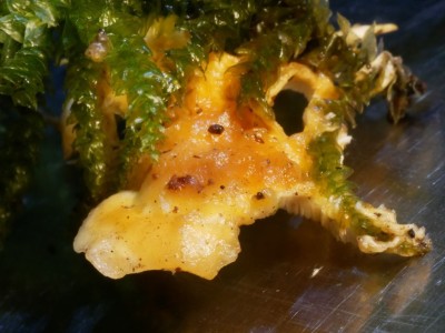 Loweomyces wynneae2.JPG