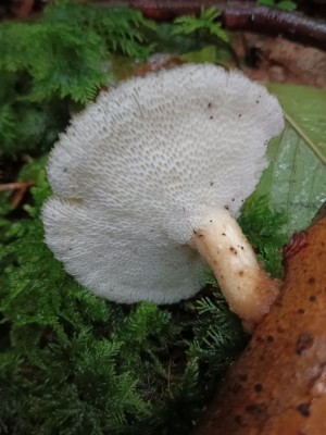Polyporus tuberaster.jpg