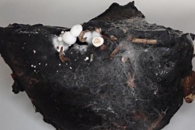 Asterophora parasitica (2).JPG