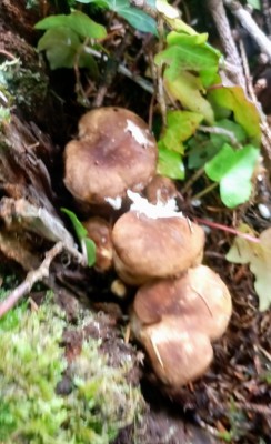 In verfaultem Baumstrunk auf Erde wachsend