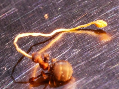 mit Ameise 3.JPG
