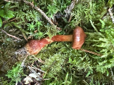 Cortinarius rubellus.JPG