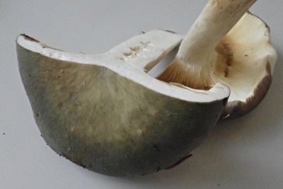 Russula heterophylla (1).JPG