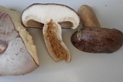 Lactarius trivialis (3).JPG