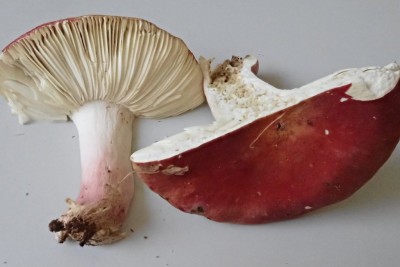 Russula lepida.JPG