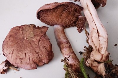 Cortinarius cyanites (6).JPG