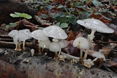 Mucidula mucida (42).JPG